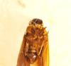 Plectoderes collaris
